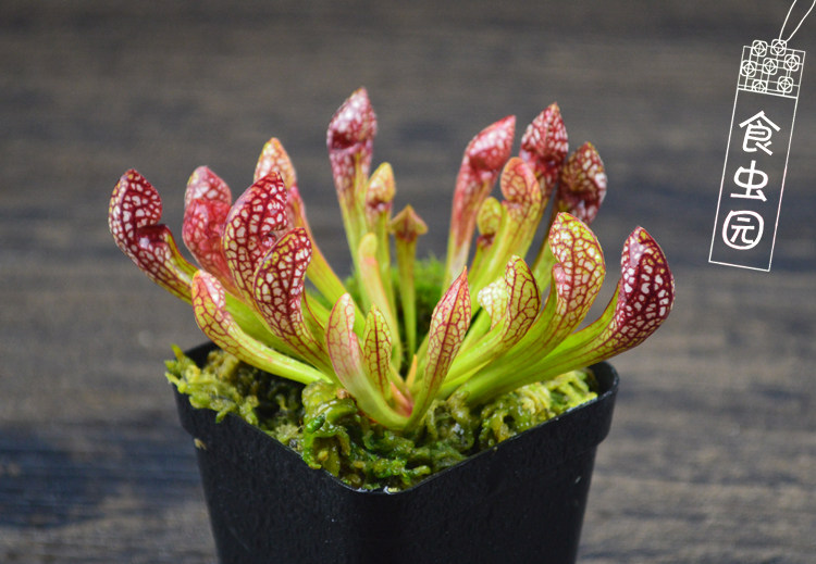 食虫植物-猩红瓶子草【新手推荐】食虫草 奇异植物 回声草