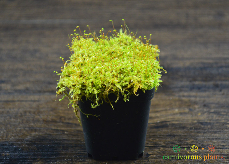 铺面资材-活苔藓【铺面美观  绿化】