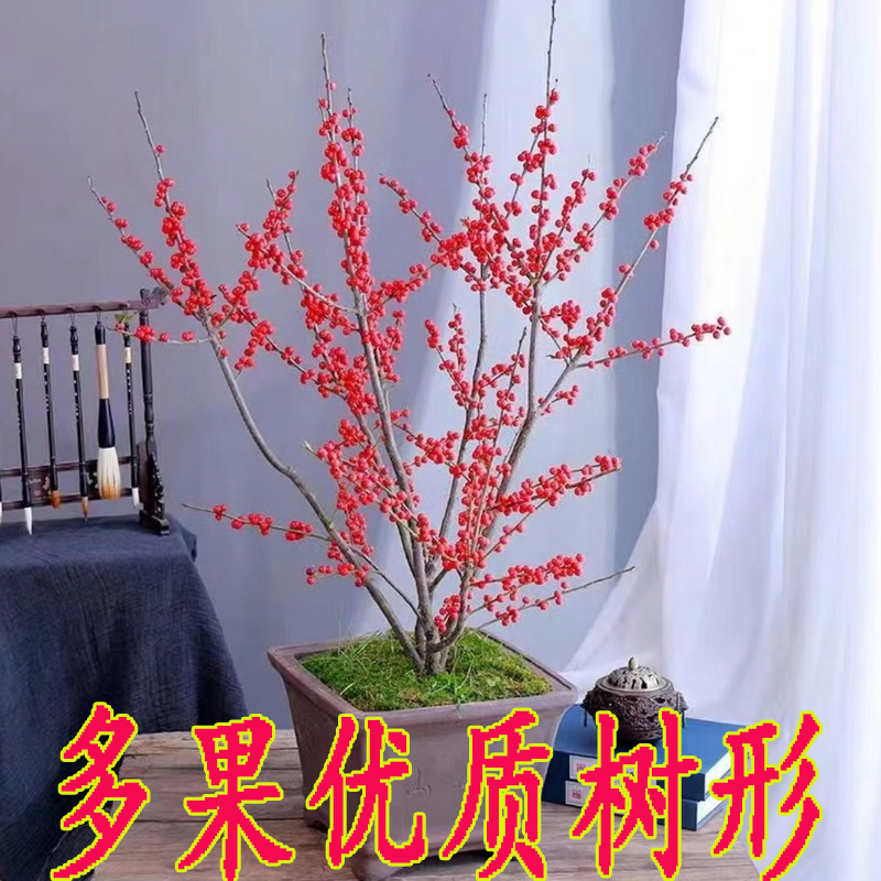 北美冬青盆栽带红果真花年宵花树苗盆栽精品送人盆景送公树苗授粉