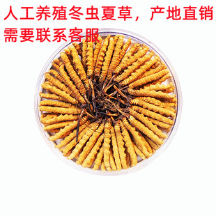 人工养殖冬虫夏草西藏那曲青海玉树非断草精选级冻干 4条一克