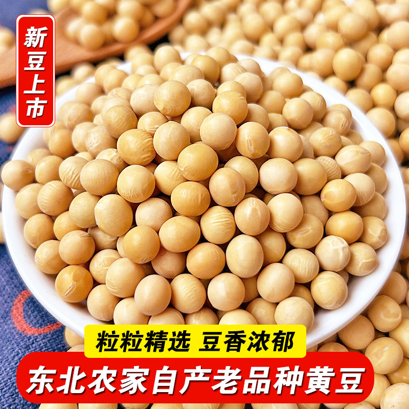 新黄豆当季自产早餐打豆浆专用颗粒饱满早餐精选黄豆农家新鲜黄豆