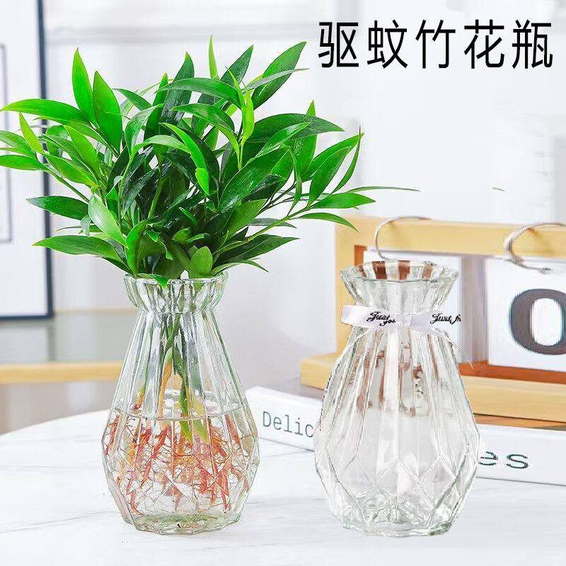 驱蚊竹绿萝铜钱草水培透明玻璃瓶子竹柏绿植手工花卉水养小号花瓶