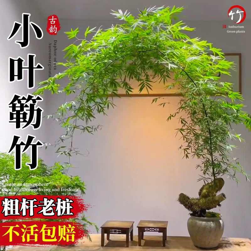 小叶簕竹老桩带根大苗竹子盆栽室内客厅桌面观赏造型盆景四季绿植