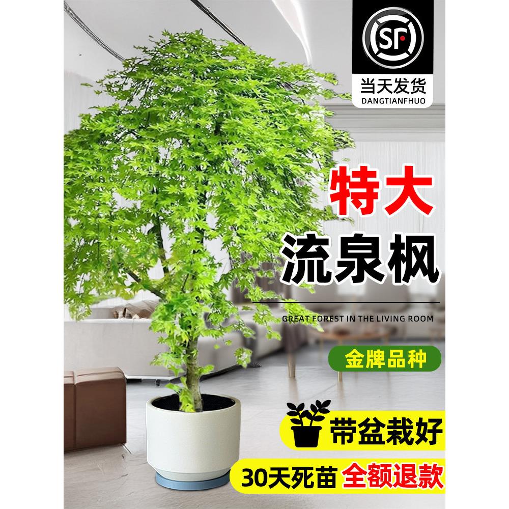 流泉枫盆栽大型绿植室内客厅网红黄金流泉枫落地大号四季常青植物