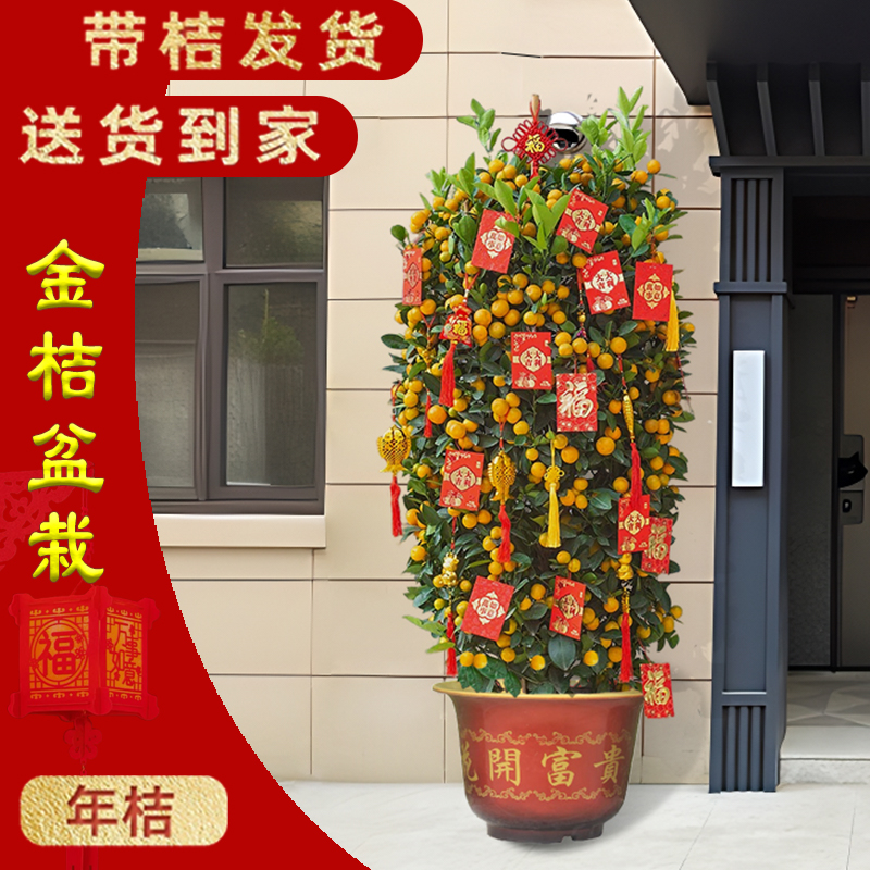 大型金桔树盆栽四季橘桔子树绿植物客厅办公室门口送礼年宵花年桔