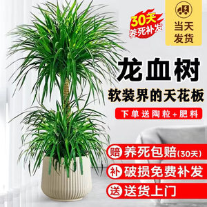 大型龙血树客厅绿植室内大盆栽旺宅植物好养易活龙铁树老桩龙须树