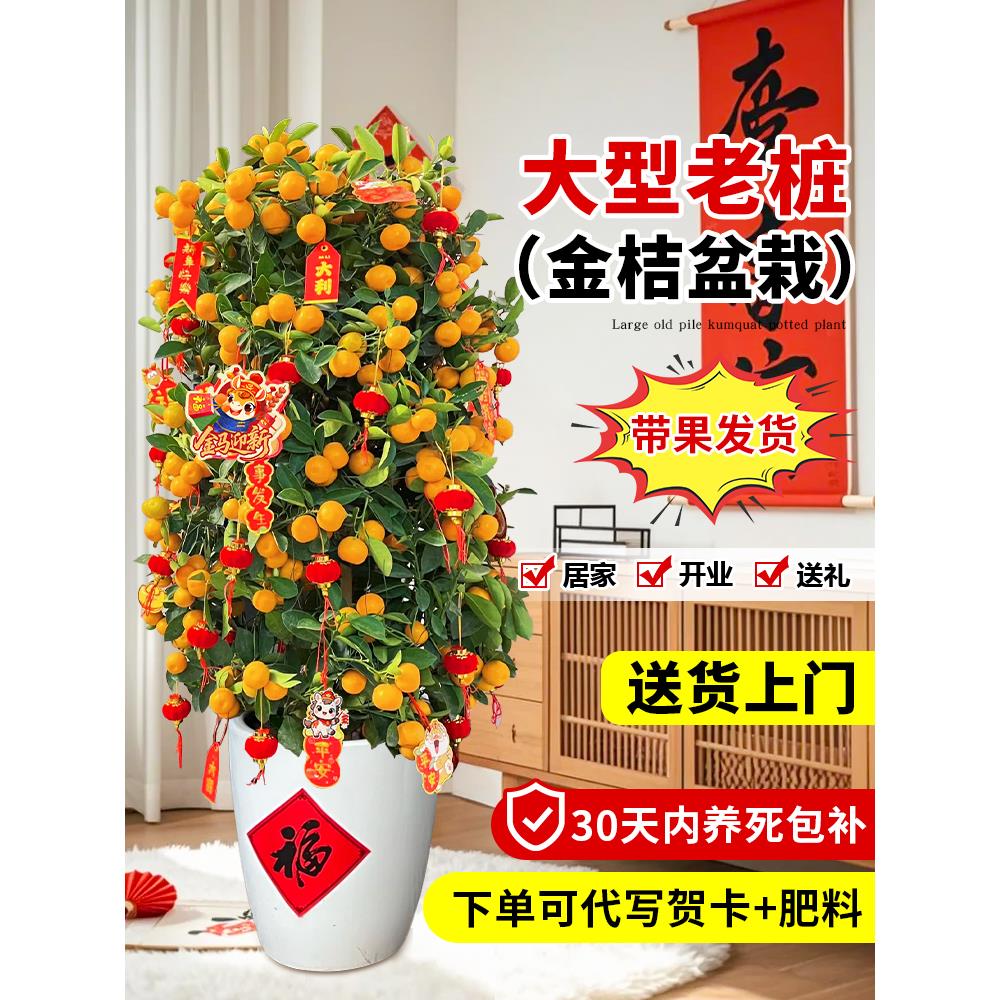 四季带果金桔树盆栽客厅室内大型植物年桔绿植新年旺宅树好养橘子