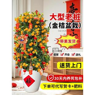四季带果金桔树盆栽客厅室内大型植物年桔绿植新年旺宅树好养橘子