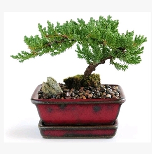 地柏盆景地柏苗新西兰珍珠柏柏树盆景松树盆景包邮办公室盆栽花卉