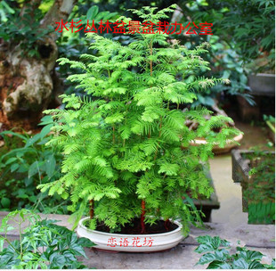水杉丛林盆景盆栽办公室绿植养眼小植物木本久生植物微型盆景