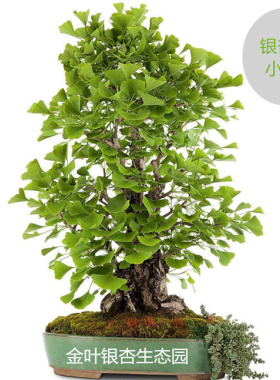 银杏树苗老桩盆栽造型小型室内客厅观叶植物种植矮霸白果银杏盆景