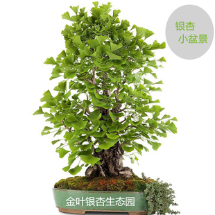 银杏树苗老桩盆栽造型小型室内客厅观叶植物种植矮霸白果银杏盆景