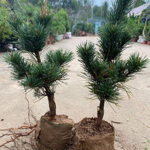 日本精品嫁接短针五针松宫岛金九重大阪松千寿丸黑松树苗小苗素材