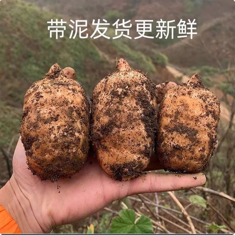 重庆特产新鲜天麻仿野生天麻特级中药材正品