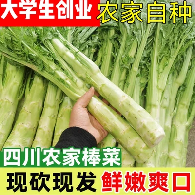四川特产棒棒菜现挖新鲜应季蔬菜棒菜青芥菜农家自种菜头青笋