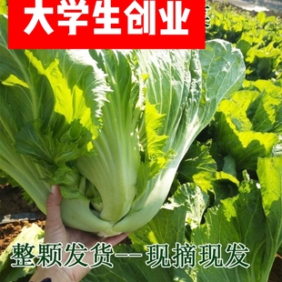 贵州新鲜芥菜大叶青菜包心蔬菜腌制酸菜大苦菜现摘介菜大包菜心