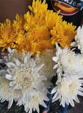 黄白菊花鲜花清明节用花鲜切花江苏基地直邮现采现发黄菊花白菊花