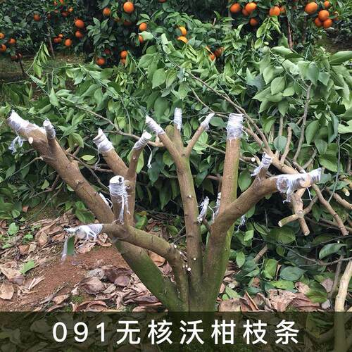 广西武鸣柑橘枝条嫁接苗
