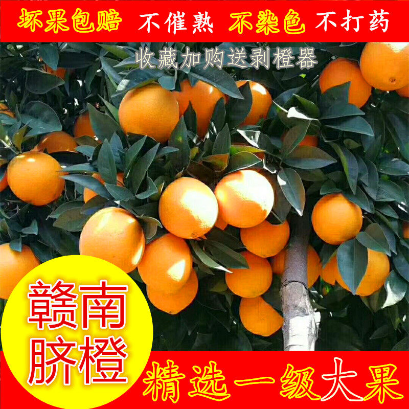 江西橙子赣南脐橙黄肉10斤20斤装大果红肉新鲜现摘水果整箱甜橙甜