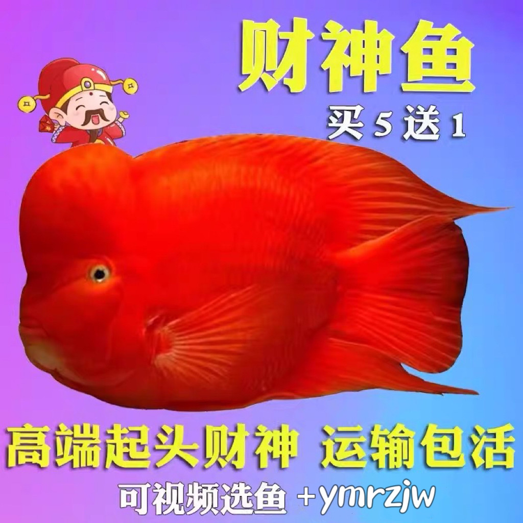 起头财神鱼招财热带观赏鱼高端血鹦鹉鱼红财神活体鱼苗