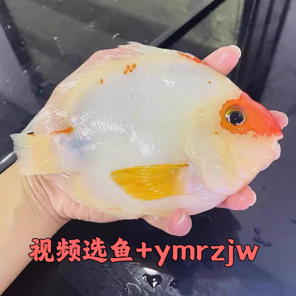 精选雪山红白黄金财神鱼起头活体大型观赏鱼招财红白鹦鹉鱼