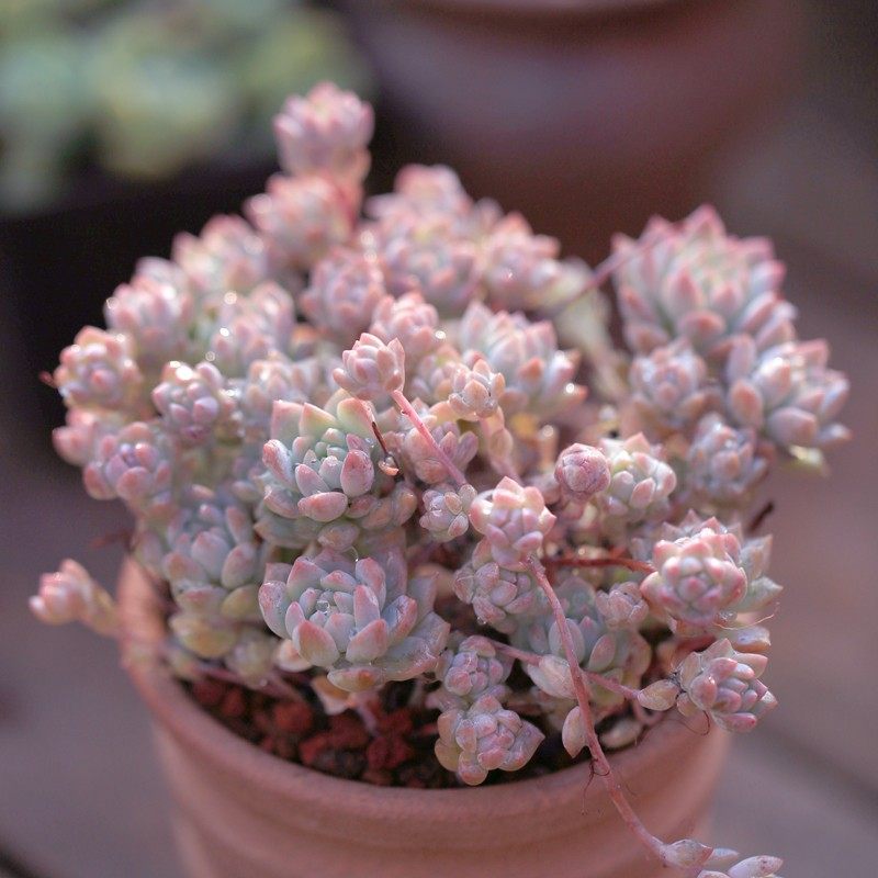 多肉植物粉蔓子持白莲群生办公室阳台绿植花卉吸甲醛防辐射盆栽