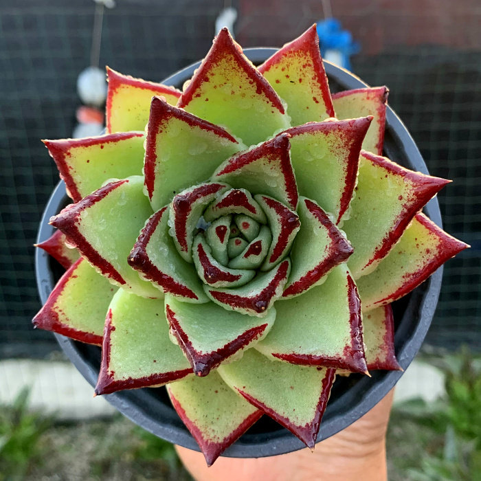 精品多肉植物园【l黑檀汁纯乌木】阳台绿植花卉吸甲醛防辐射盆栽