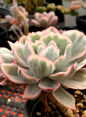 精品多肉植物/伯克利锦群生/办公室阳台绿植花卉吸甲醛防辐射盆栽