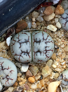 精品多肉植物园热卖C188云映玉一物一拍闪电纹生石花吸甲醛防辐射