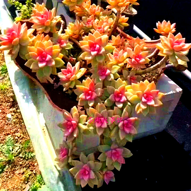 淡雪老桩韩彩莲多肉植物网红品种小贵货四季好养组合盆栽满额包邮