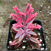Premium succulents are on sale in the botanical garden/Red-backed pepper grass clusters/Balcony green plants and flowers, formaldehyde-absorbing and radiation-proof potted plants thumbnail 7