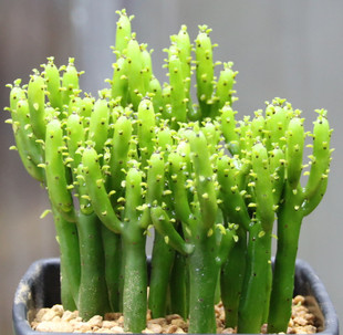 精品多肉植物园/光棍树/彭珊瑚/摇钱树/办公阳台室内盆栽绿植