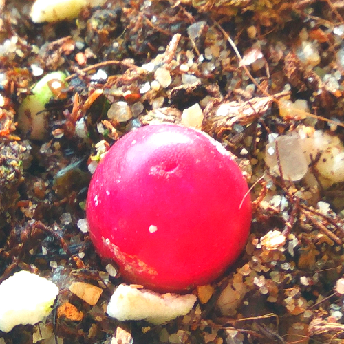 精品多肉植物园新肉锥毛汉尼水蜜桃蟠桃阳台绿植吸甲醛防辐射盆栽