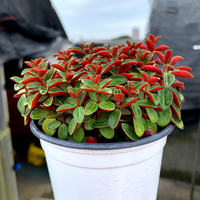 Premium succulents are on sale in the botanical garden/Red-backed pepper grass clusters/Balcony green plants and flowers, formaldehyde-absorbing and radiation-proof potted plants thumbnail 5