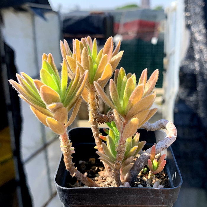 精品多肉植物园新品【艳芒】办公室阳台绿植花卉吸甲醛防辐射盆栽