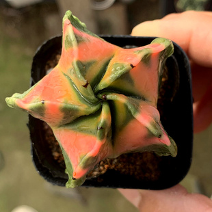 精品多肉植物热卖/鸾凤玉锦/办公室阳台绿植花卉吸甲醛防辐射盆栽