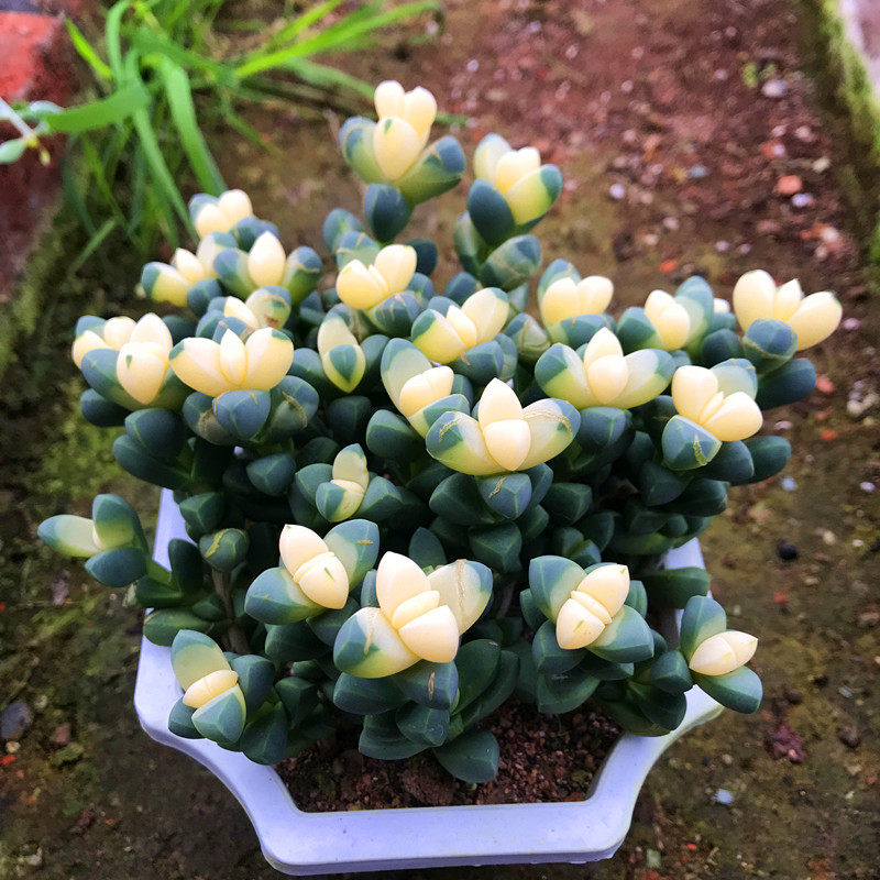 精品多肉植物园新品/鹿角海棠锦/办公室阳台绿植吸甲醛防辐射盆栽