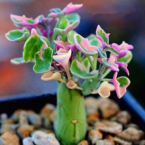 精品仙人笔多肉植物七宝树
