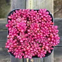 Premium succulents are on sale in the botanical garden/Red-backed pepper grass clusters/Balcony green plants and flowers, formaldehyde-absorbing and radiation-proof potted plants thumbnail 6