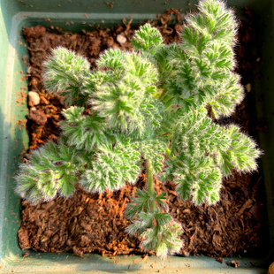 精品多肉植物园新品/羽叶洋葵/稀有办公室吸甲醛防辐射奇趣盆栽