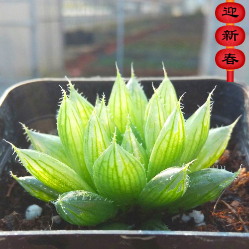 精品多肉植物园【三角琉璃殿】阳台绿植花卉吸甲醛防辐射盆栽
