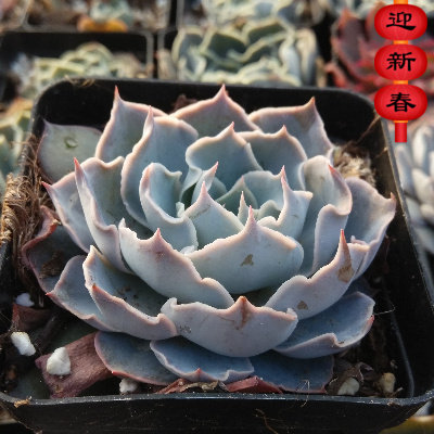 精品多肉【白马王子】办公室绿植花卉 吸甲醛防辐射 奇趣阳台盆栽