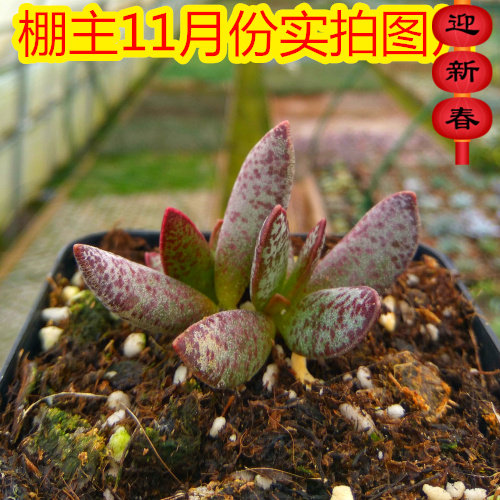 精品多肉植物园【赤兔水泡】办公室绿植花卉吸甲醛防辐射奇趣盆景
