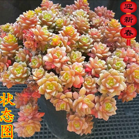 精品多肉植物园【小玉特里尔宝石】办公室绿植吸甲醛防辐射 盆栽,鲜花速递/花卉仿真/绿植园艺,多肉植物,淘宝优惠券,粉丝福利购,淘宝优惠卷