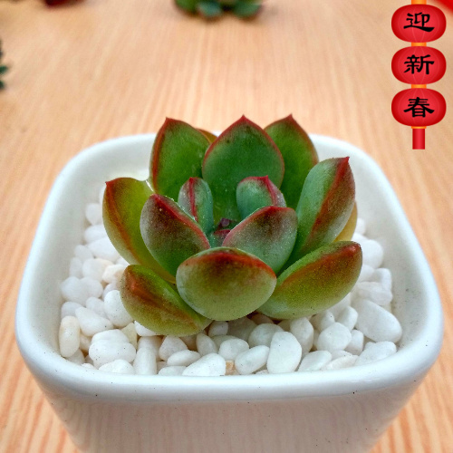 精品多肉植物园【迈达斯国王】办公室绿植花卉吸甲醛防辐射盆栽