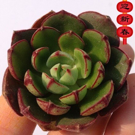 精品多肉植物园【丹尼尔】办公室阳台绿植花卉 吸甲醛防辐射 盆栽