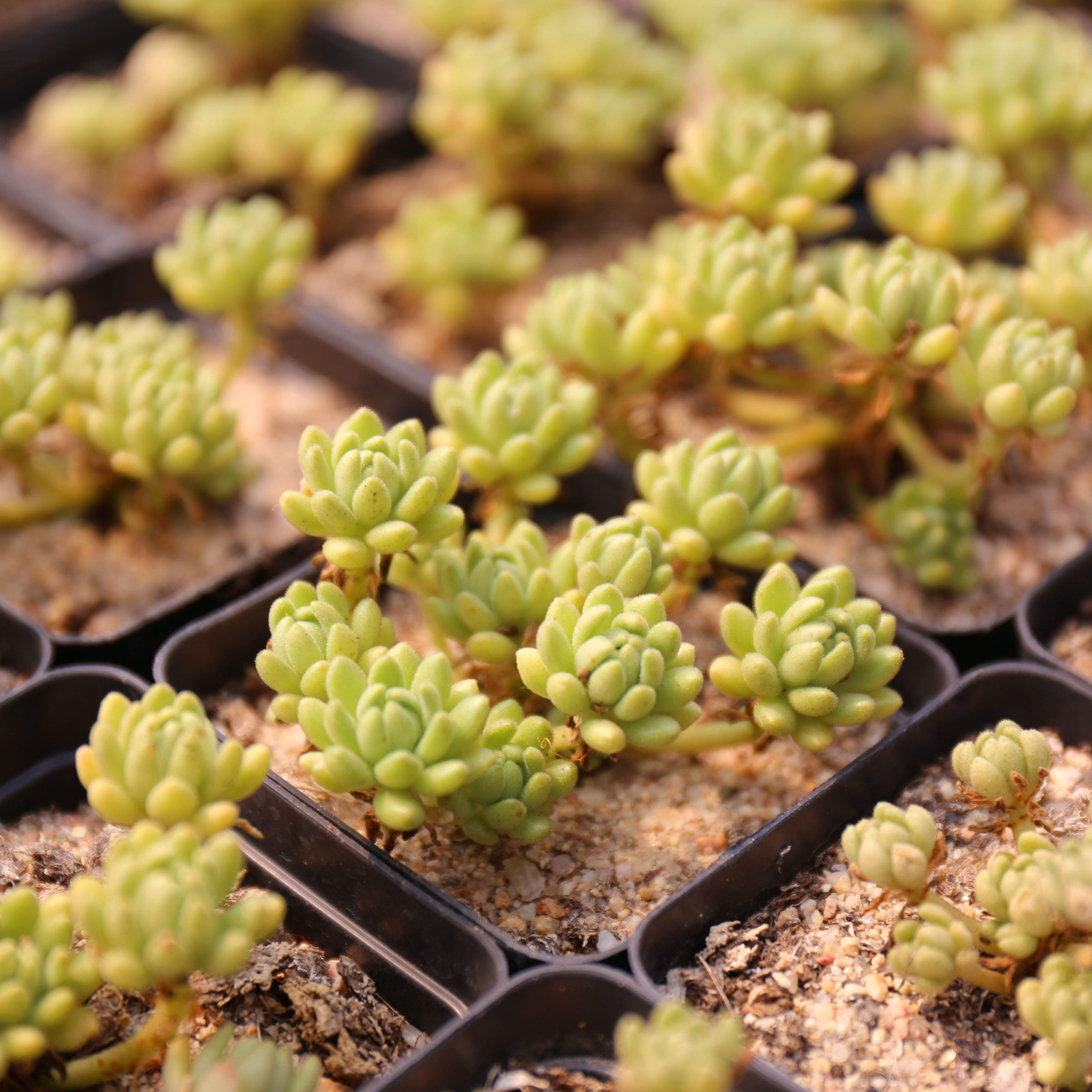 绿植阳台花卉吸甲醛防辐射盆栽