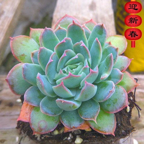 精品多肉植物园【情书】紫蝴蝶月影系列绿植花卉吸甲醛防辐射盆栽