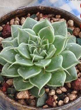 绿植办公室阳台吸甲醛防辐射盆栽