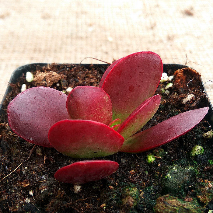 精品多肉植物园热卖品种【紫蝶薄叶克拉夫】吸甲醛防辐射奇趣盆栽